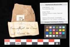 Foto (Objekt + Etikett) von Pinus balsamodes Unger (NHMW-GEO-2024-0188-0303)